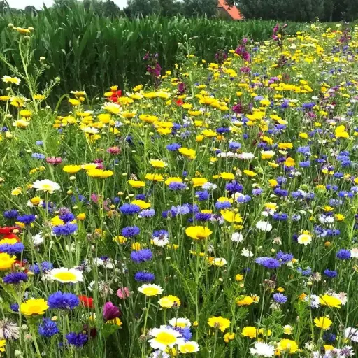 Akkerrand bloemrijk 1