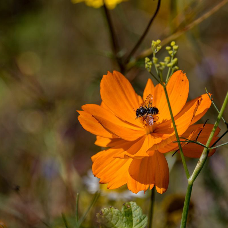 Bumble Bee 25g