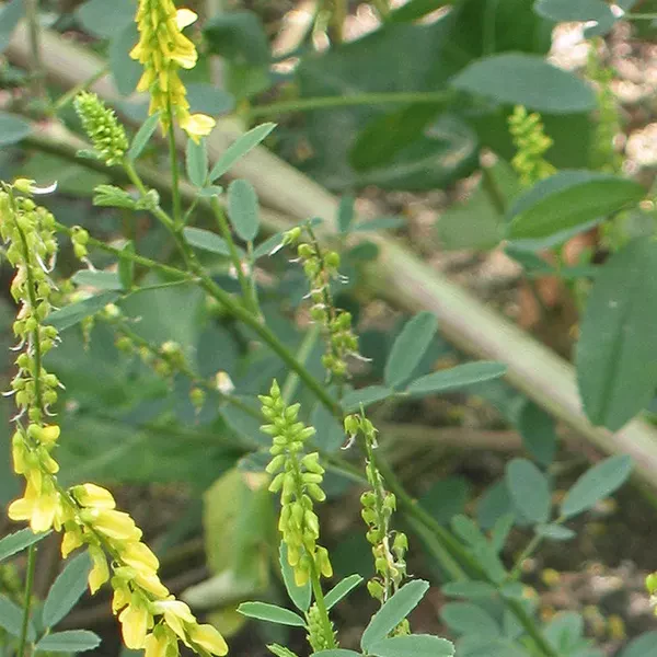 Citroengele Honingklaver