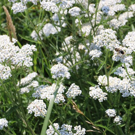 White Florance 25g
