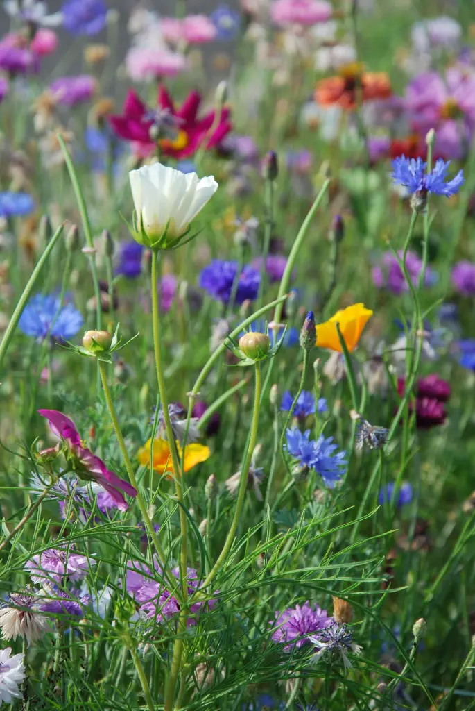 Aurora_eind aug 16 (74).webp