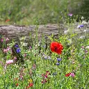 romantic 5 - vierkant.webp