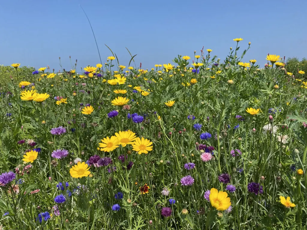 New Wave_20.7.2021 (1.1) (3).webp