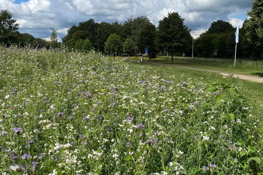 brandenburger 4.webp