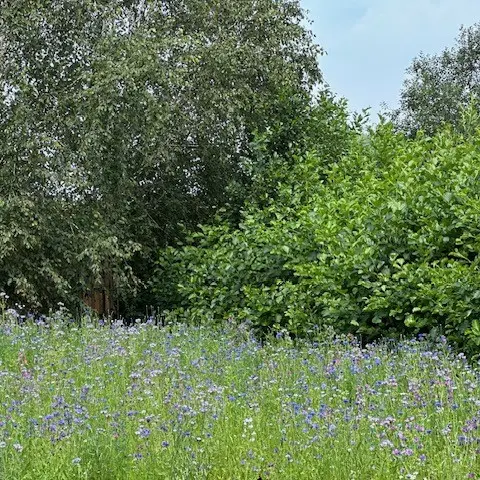 IMG_4378 vierkant.webp