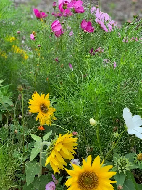 honey bee thuis2.webp