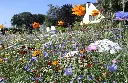Veldbloemen2_30.7.2020_Hoeven (3).webp