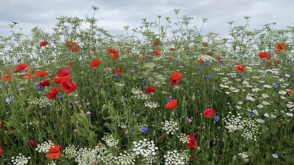 Veldbloemen 2_15.6.2021 (2).webp