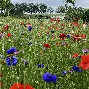 NicoleHeijmans1_veldbloemen2 - kopie2.webp