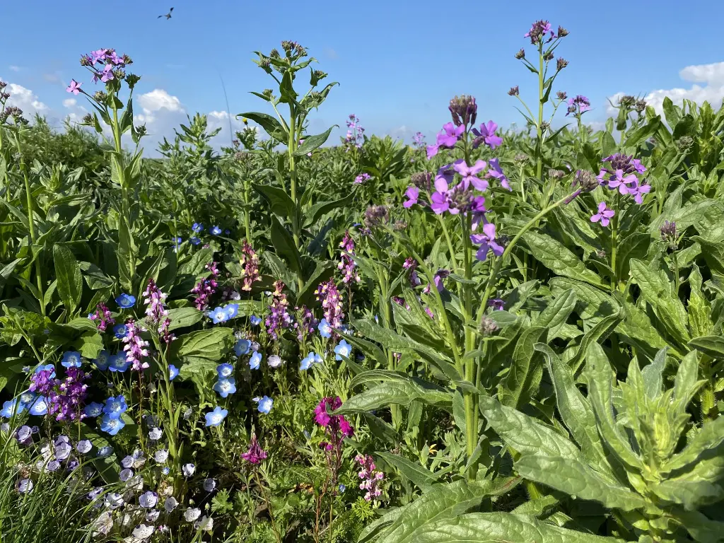 Renaissance 31_18.5.2021 (3).webp