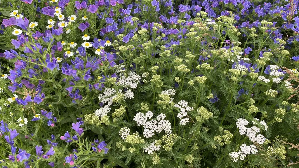 Veldbloemen 4_15.6.2021 (1).webp