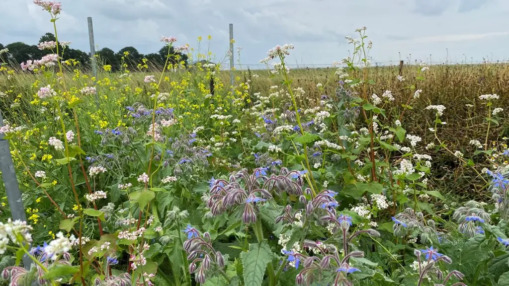 kleur en geur 4.webp