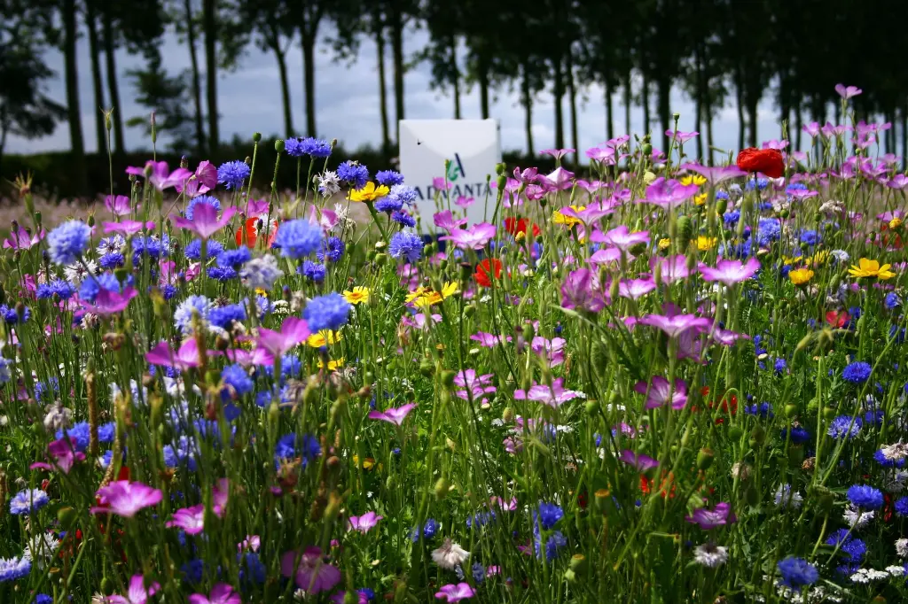 buiten bebouwde kom-NB19081053.webp