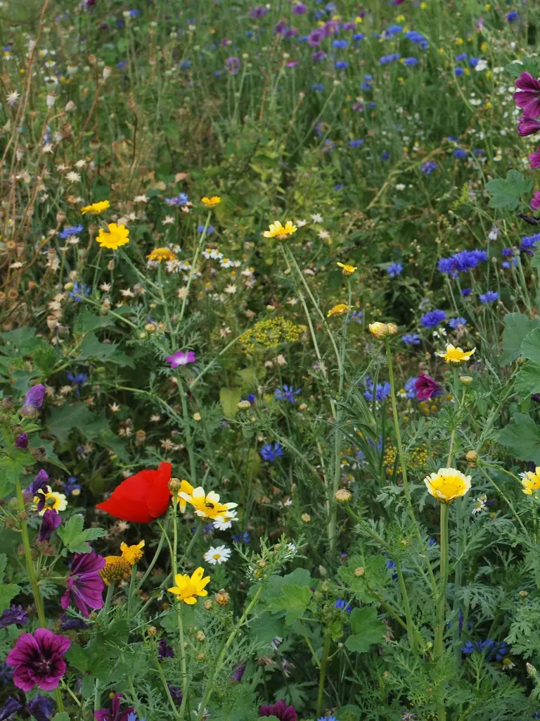 Bloemenpracht (5) recht.webp