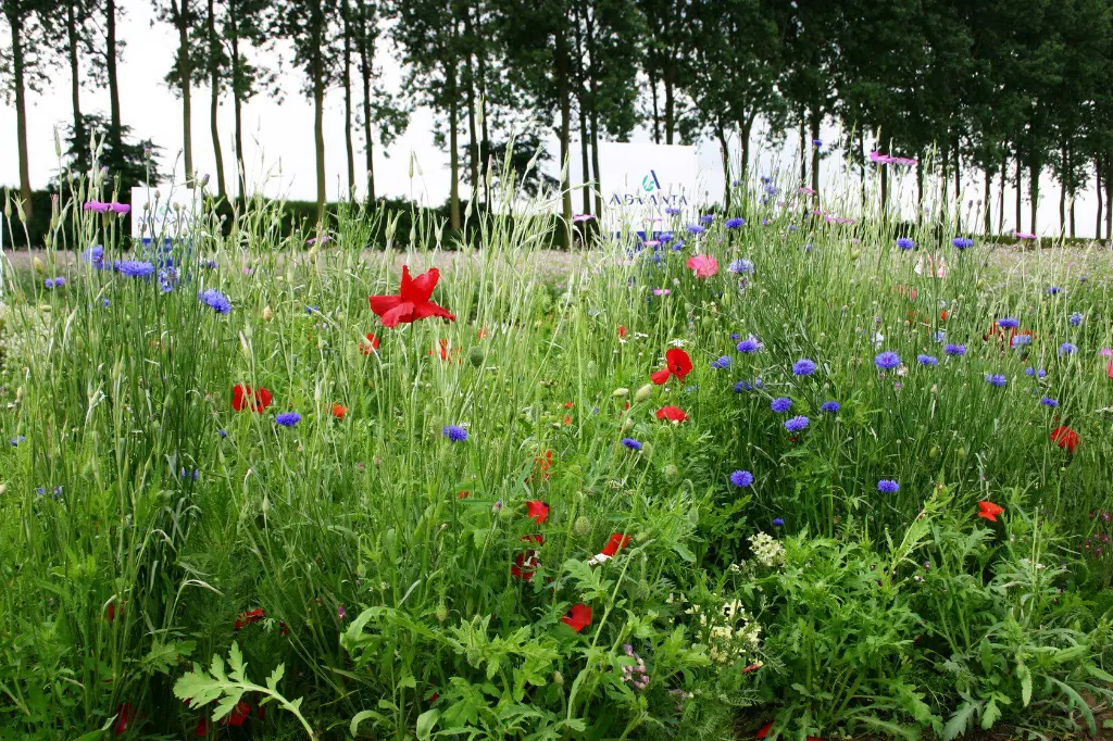 buiten bebouwde kom 4.webp