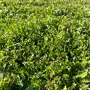 Holland Mengsel_8.3.2021.webp