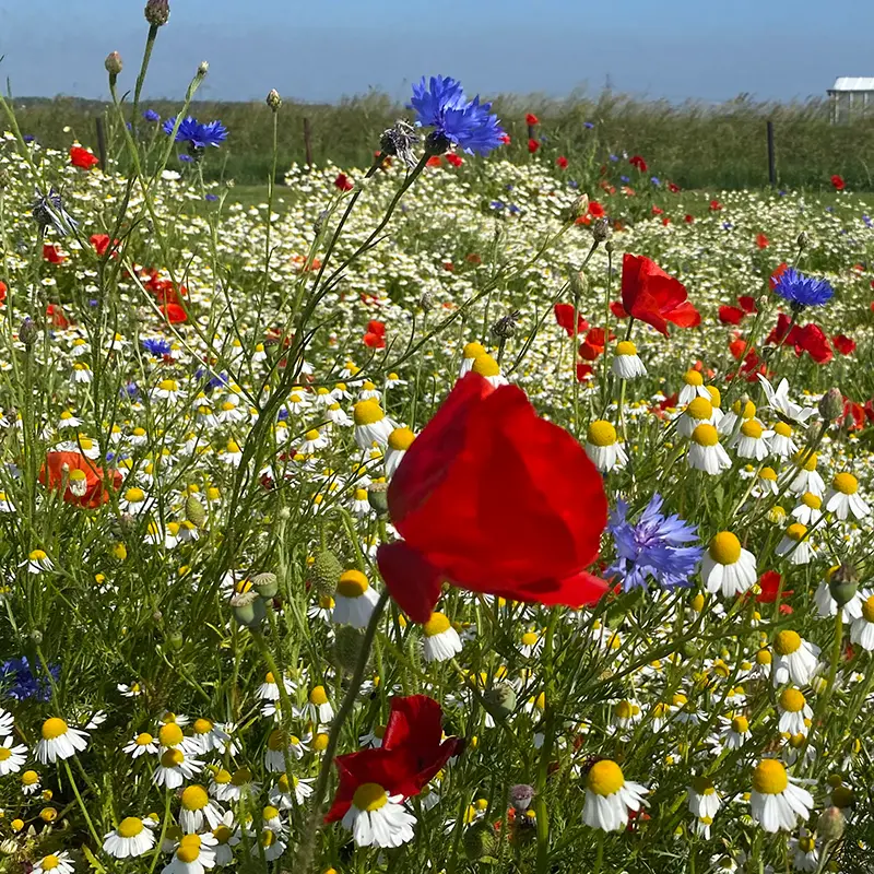 Holland mengsel_10.6.2021 (2).webp