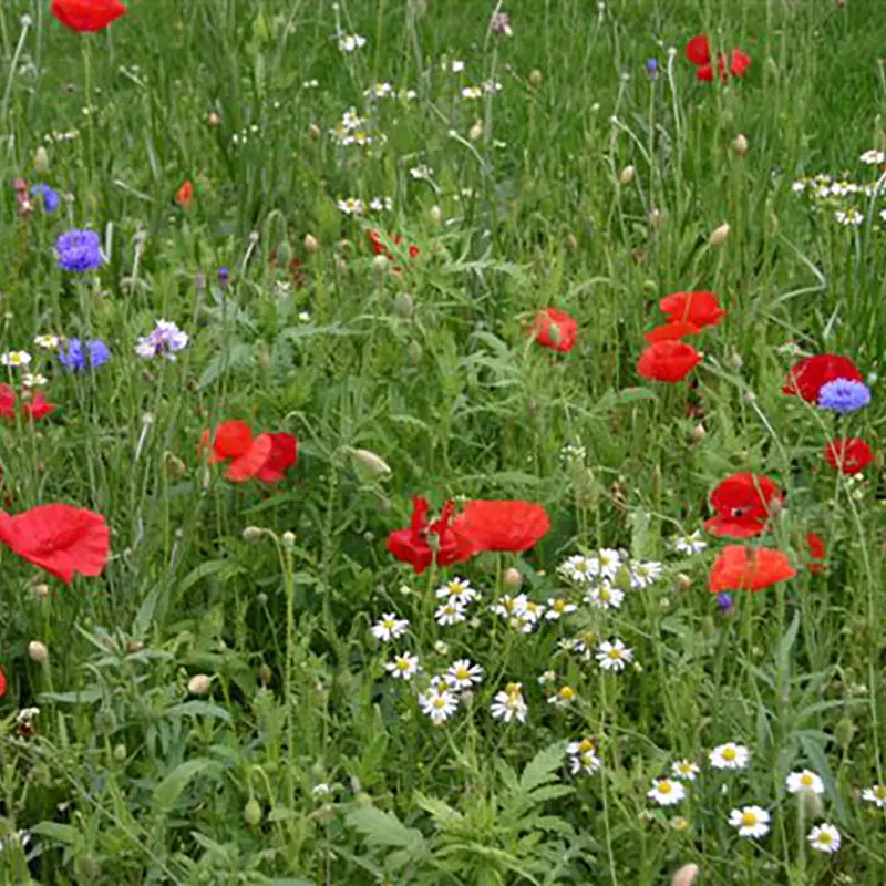 Holland mengsel (1).webp