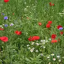 Holland mengsel (1).webp