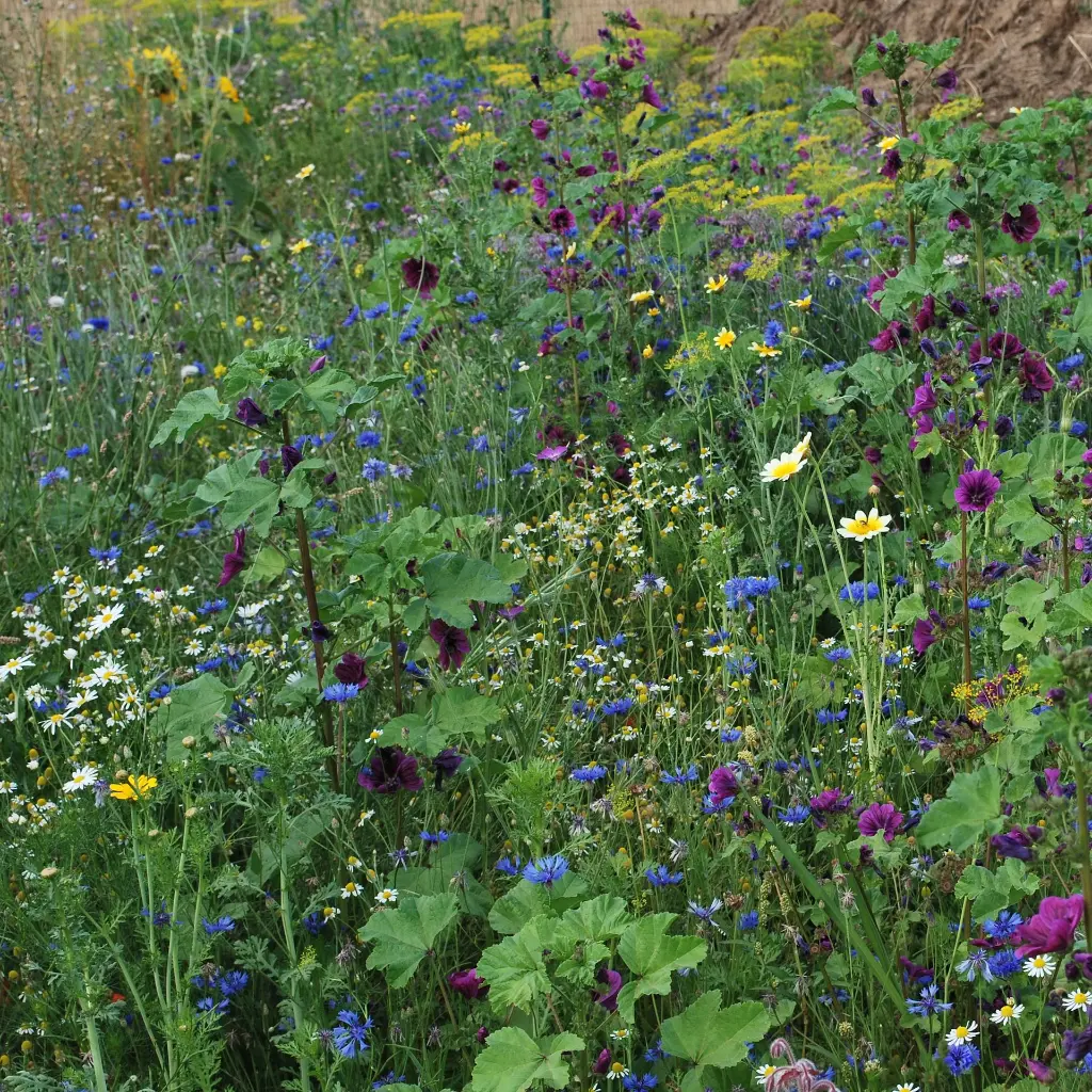 Bloemenpracht (3) vierkant - kopie.webp