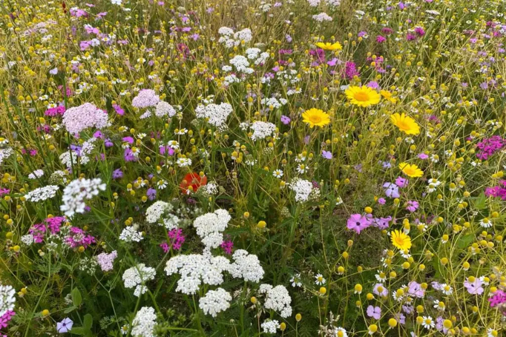 bloemenpracht 2.webp