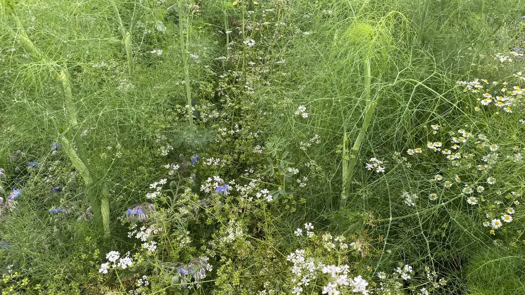 Speciaalmengsel 45_15.6.2021 (3).webp