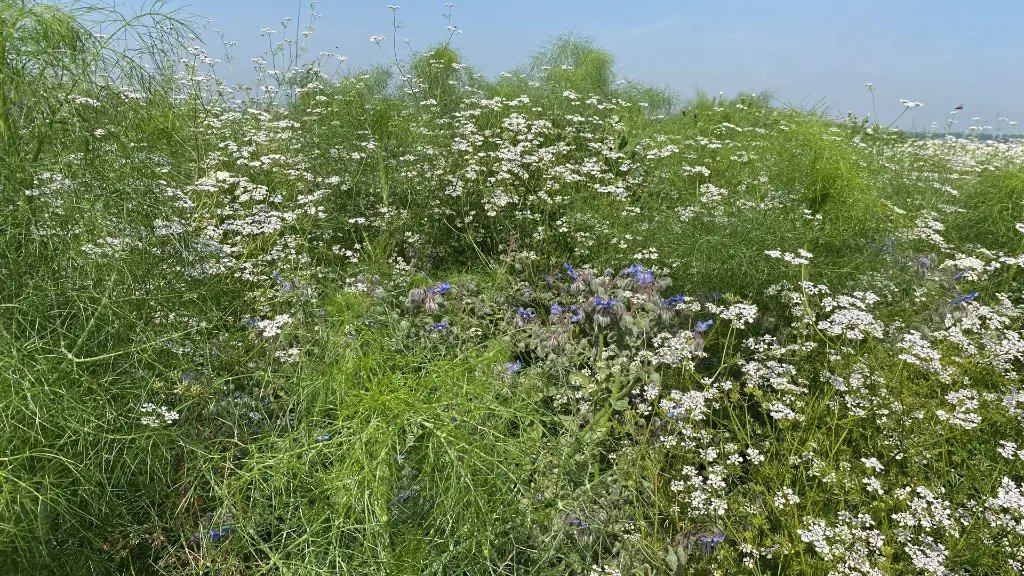 Speciaalmengsel 45_8.6.2021 (1).webp