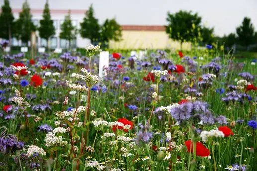 Akkerrand bloemrijk 2.webp