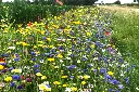 akkerrand bloemrijk 1.webp