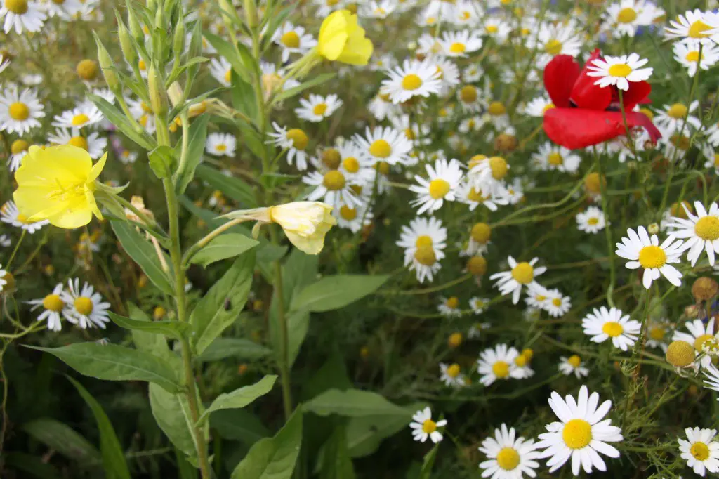 kruidenweide 1 - 3.webp