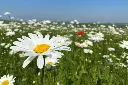 kruidenweide_1_.webp