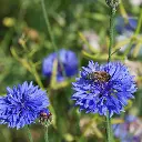 Weidekruiden 003.webp