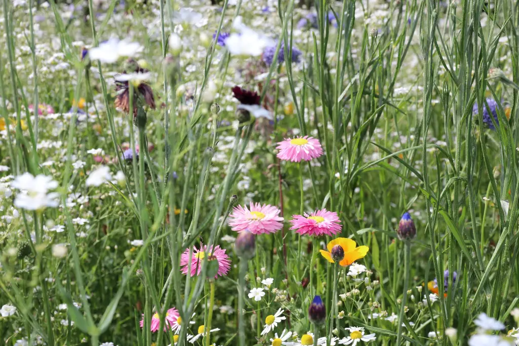 Summer Flower 1-7-2019 Hoeven (6).webp