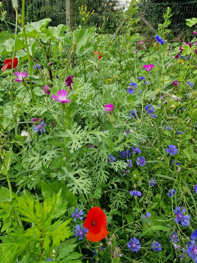 Staygreen 9 Bloemrijk 230807 (5).webp