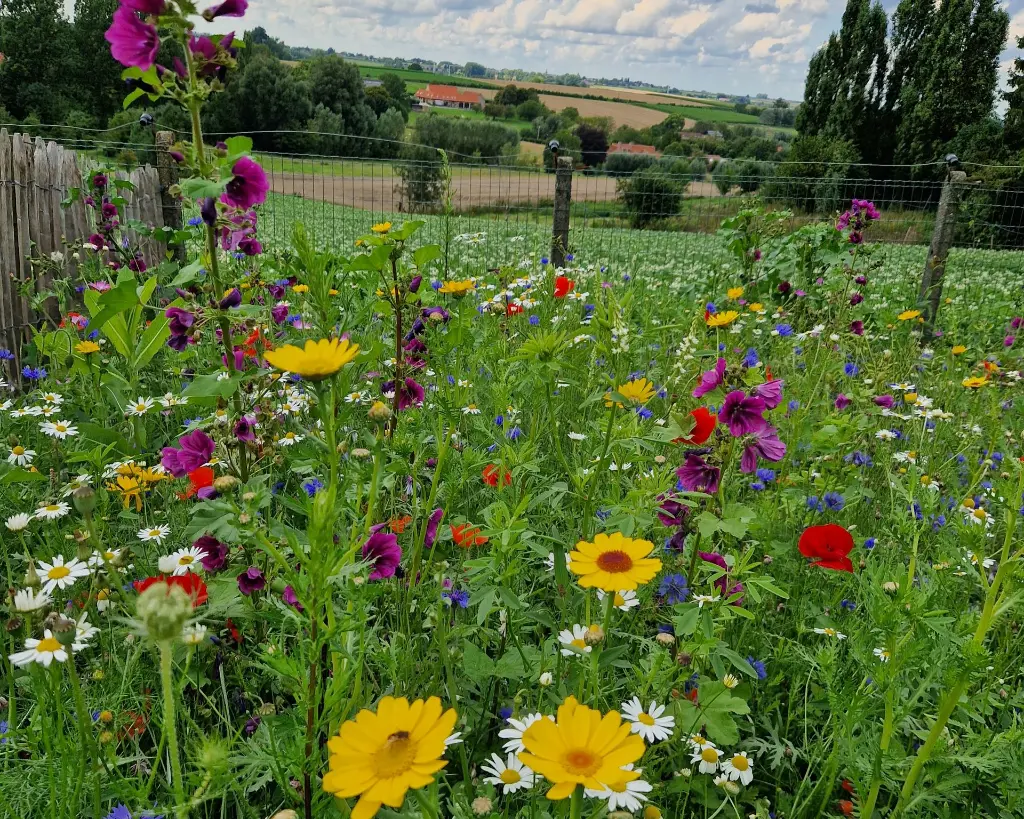 Staygreen 9 Bloemrijk 230807 (4) rechth.webp