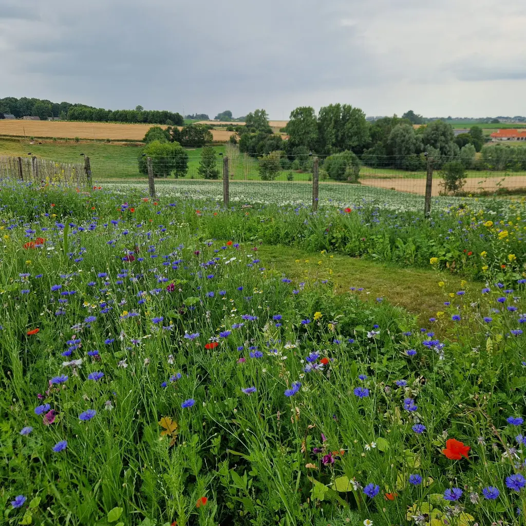 Staygreen 9 Bloemrijkvierkant.webp