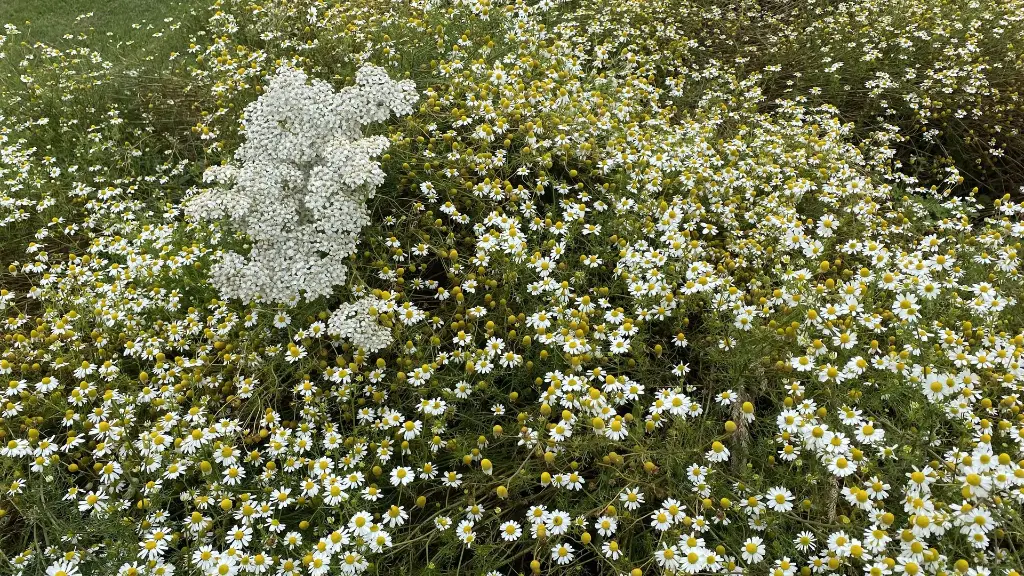 2021_8. Staygreen 10 Schaduw_13 juli (4).webp