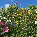 Snijbloemen_3.8.2021_eenjarig kleurrijk (2).webp