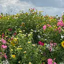 Snijbloemen_10.8.2021 (20).webp