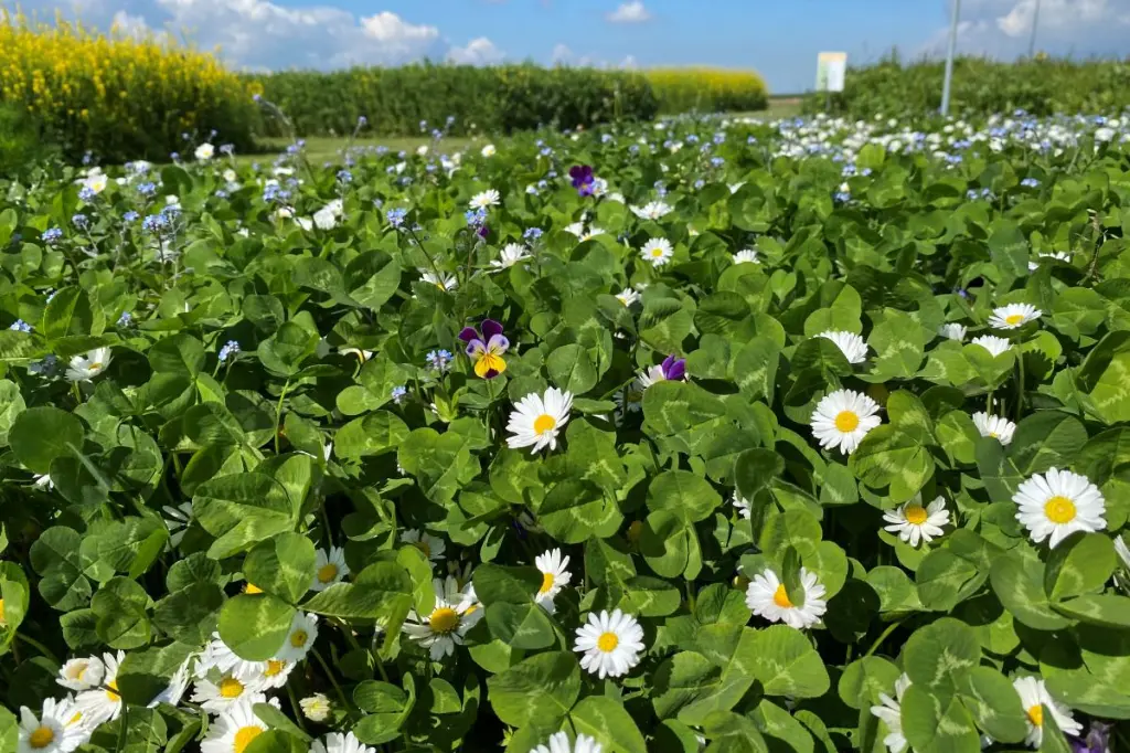 bodembedekker 1.webp