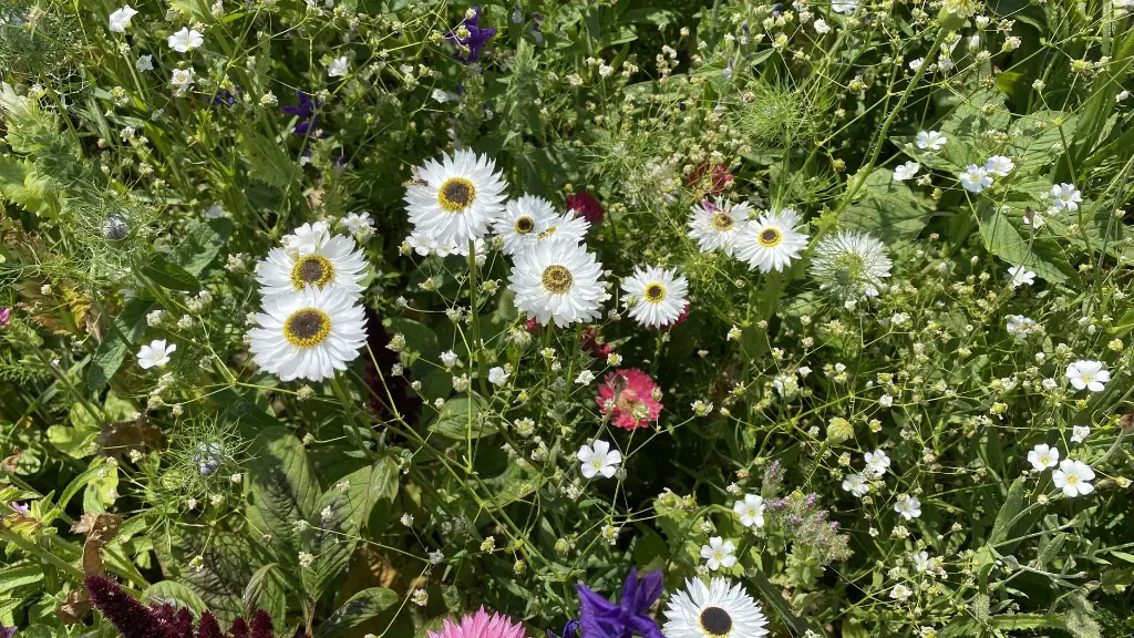 Droogbloemen_20.7.2021 (20).webp