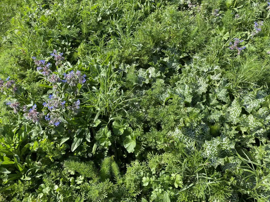 Bumble Bee_11.5.2021 (11).webp