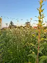 2026 Kruidenweide 1 (3).webp