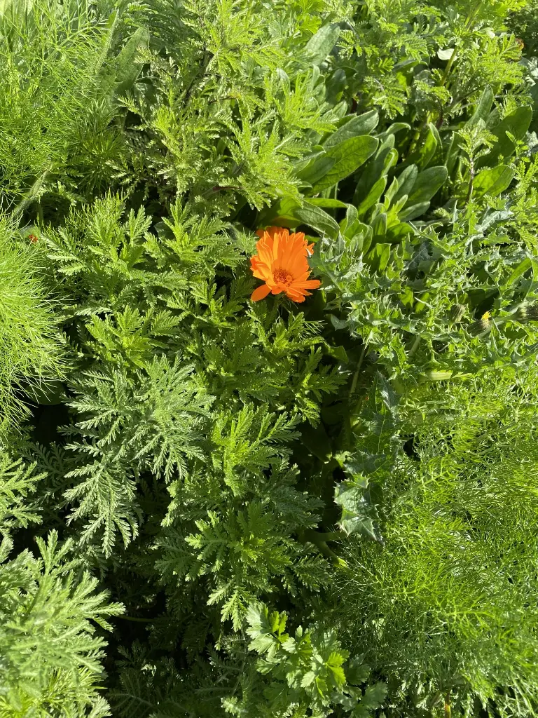 Bumble Bee_11.5.2021 (14).webp