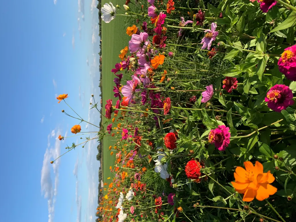 bloemen grasdag2.webp