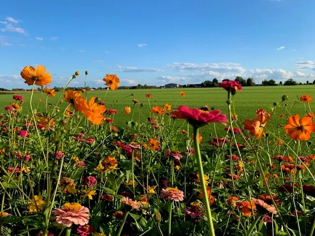 bloemen grasdag.webp