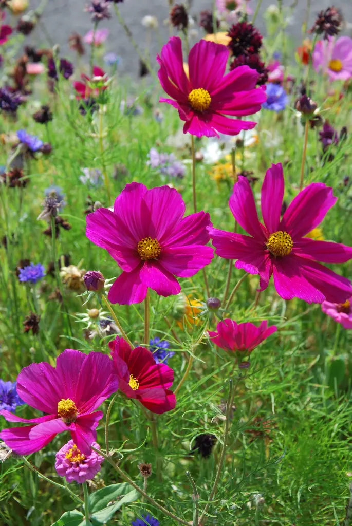 Aurora_eind aug 16 (60).webp