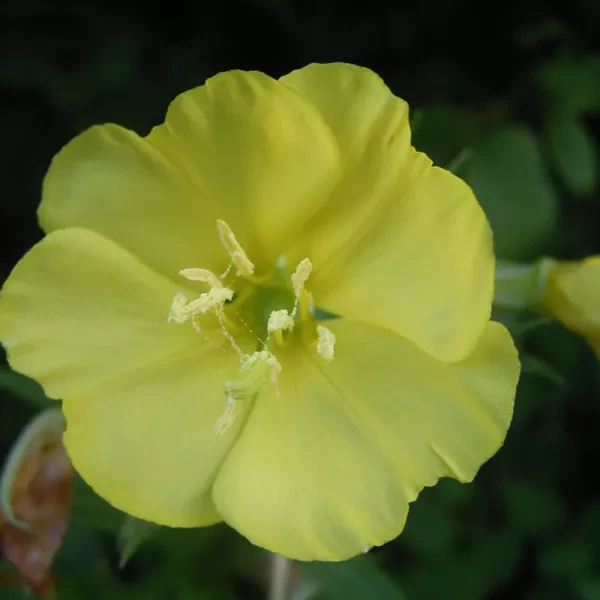 Middelste teunisbloem