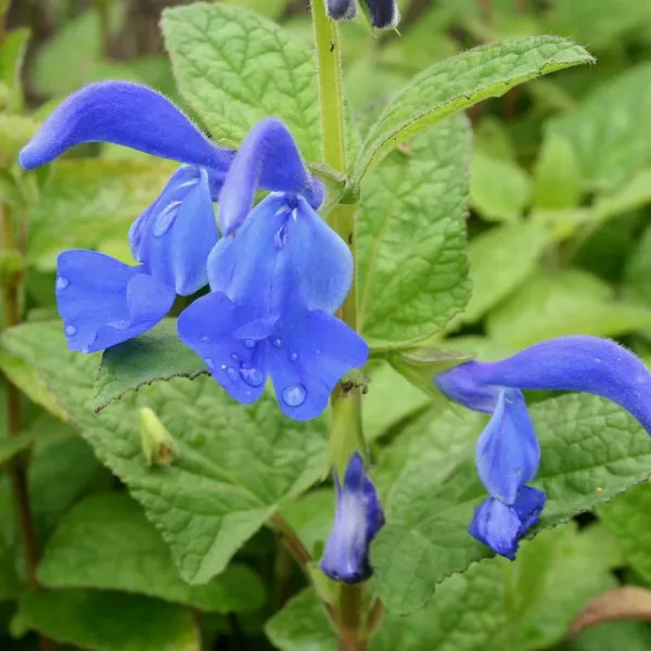 Blauwe Bladsalvia 