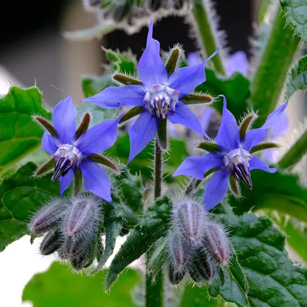 Borage 